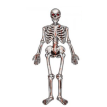 Hallo. esqueleto articulado Partystore 135x42cm *